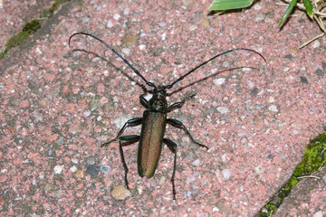 Käfer Moschusbock, Aromia moschata