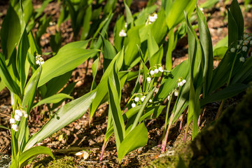 Obraz premium Bubbles flower in Misty forest at majestic sunrise evening. Convallaria majalis and tree covered with moss vintage effect look