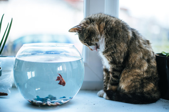 Cat looking at a fish in an aquarium on the window. Cat with tongue outside. Cat watching the fish. Cat want to catch fish. Vintage, Rustic style.