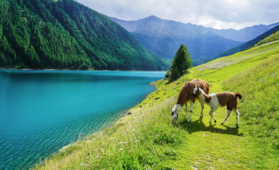 Lamas beim grasen am Stau see in Schnals - Südtirol © rene gamper