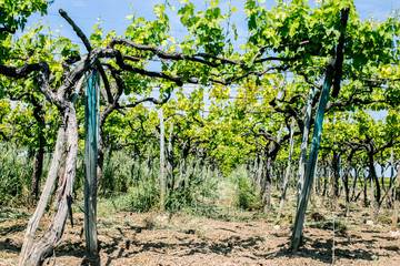 Big grape fields closeup. Blue sky. Italy.