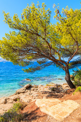 Fototapeta na wymiar Green pine tree on sea coast near Zlatni Rat at Bol on Brac island in summertime, Croatia