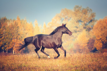 Fototapeta na wymiar Black Arabian horse runs on the trees and sky background in autumn
