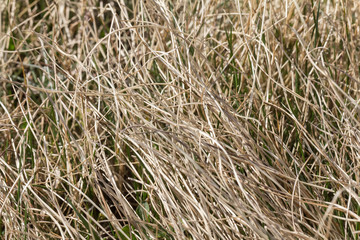 last year's dried grass