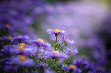 Obraz premium Autumn flowers