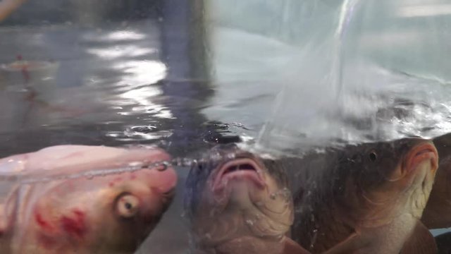 Live fish floating in a fish store aquarium