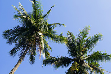 Fototapeta na wymiar Fluffy palm tree crown on sunny blue sky background. Palm tree crown with green leaf on sky.