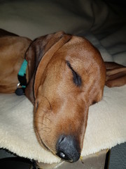 Dackelwelpe am schlafen