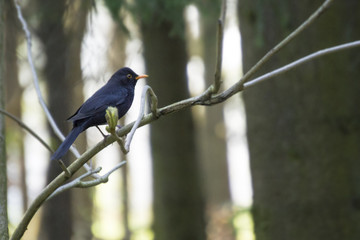 Blackbird