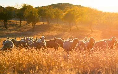 Papier Peint photo autocollant Moutons Troupeau de moutons au coucher du soleil