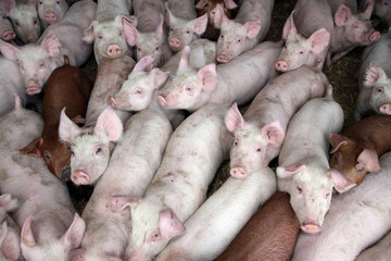 Photo of little pigs piglets from above