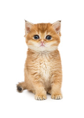 Small  kitten breed British