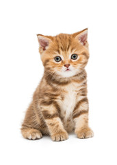 Fototapeta na wymiar Small striped kitten breed British
