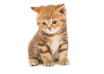 Fototapeta na wymiar Small striped kitten breed British