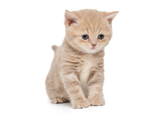 Small  kitten breed British