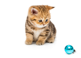 Kitten British breed and Christmas