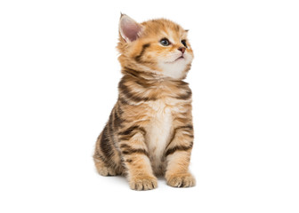 Small striped kitten breed British