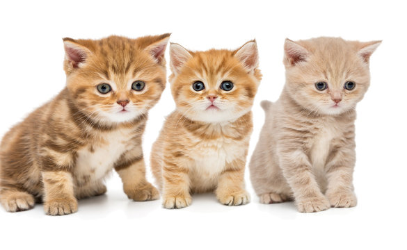 Portrait of three little kittens