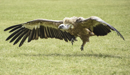 Vulture