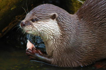 Otter
