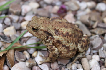 Toad