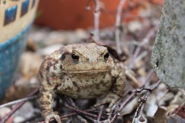 Toad