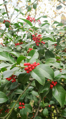 Holly Tree 5.