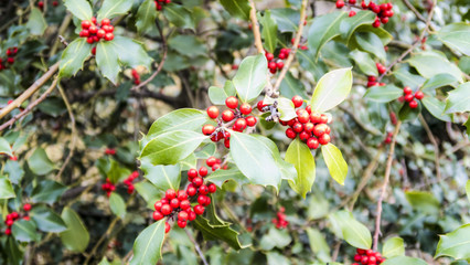 Obraz premium Holly Tree 6.