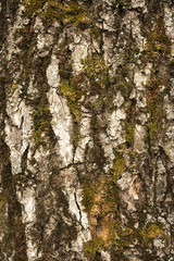 Texture and background: tree bark with cracks and moss