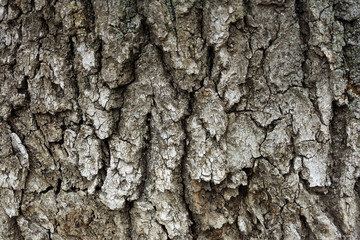 Texture and background: tree bark with cracks