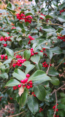 Obraz premium Holly Tree 7.