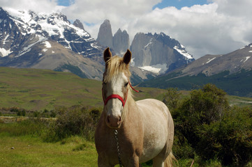 Portrait d'un cheval devant le Torres del Paine - 2