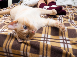Cat lying on sofa in living room decorated for Christmas, female legs in Christmas socks, next to the cat curled up, the concept of comfort
