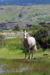 Cheval dans la plaine