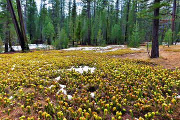 Obraz premium Scott Mountain Campground DSC0217