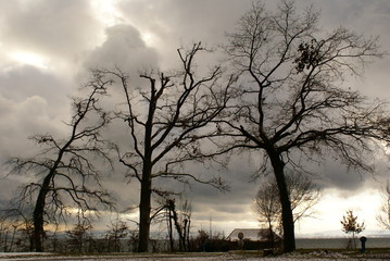 Bäume am See