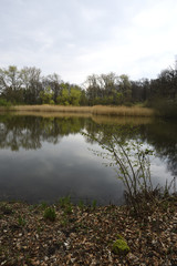 Ruhiger See mit Schilf und Bäumen, Calm lake with reeds and trees