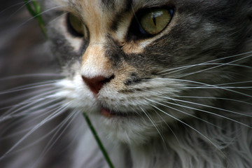 Cat Maine Coon open air