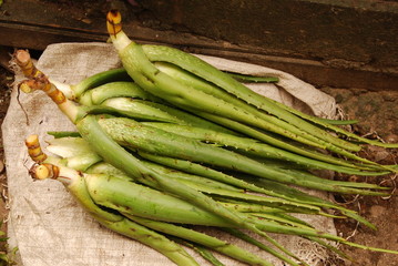 Plants d'Aloe vera en vente