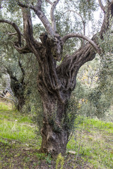 Historical olive tree body shaped by the years of wind