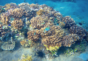 Naklejka na ściany i meble Colorful coral reef and neon blue fish. Undersea landscape photo.