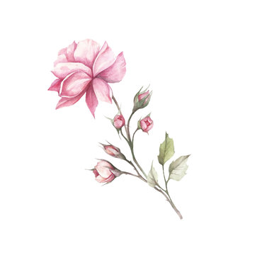 The image of a rose.Hand draw watercolor illustration