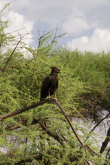 Long Crested Eagle II