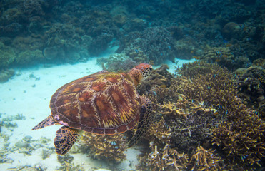 Wild sea turtle on seabottom. Tropical island seashore nature. Marine tortoise snorkeling or diving banner.