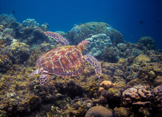 Olive green turtle swims above seabottom. Tropical island seashore nature.
