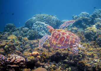 Fototapeta na wymiar Sea turtle swims above seaweed. Tropical island seashore nature.