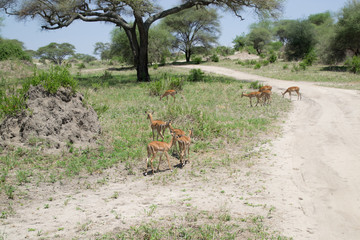 Impala Females