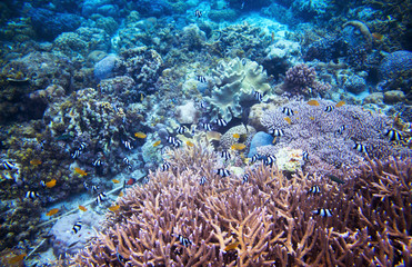 Naklejka na ściany i meble Underwater landscape with coral reef. Undersea scene photo.