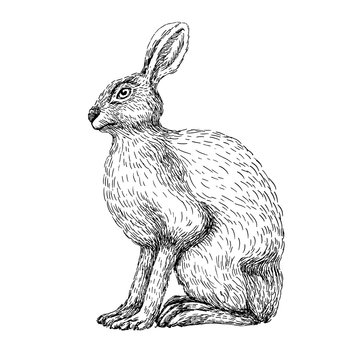 Sketch line art drawing of hare rabbit. Black and white vector illustration. Cute hand drawn animal.