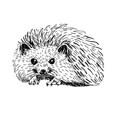 Sketch line art drawing of hedgehog. Black and white vector illustration. Cute hand drawn animal.